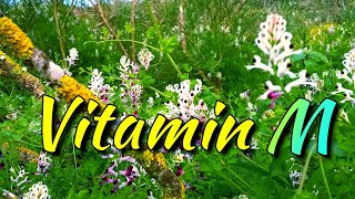 Vitamin M  VIOLINCILINE • فيتامين م [upl. by Seugram]