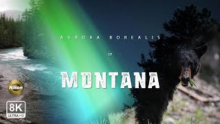 Montana Northern Lights 8K UHD [upl. by Eyk]