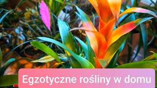 Guzmania Tillandsia Bromelia Ananans Egzotyczne rośliny w domu 🌺🪷🌸💮🌿🌴 [upl. by Gaskins]