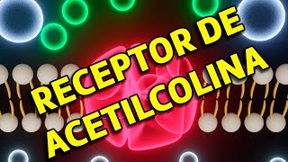 Receptor póssináptico de Acetilcolina no músculo esquelético estriado [upl. by Namar]