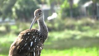 Limpkin Calling [upl. by Creath]