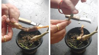 how to save adenium from root rot adeniumrootbonsai desertrose plants shortsgarden [upl. by Lajib801]