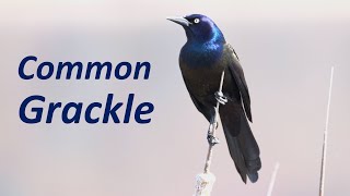 Common Grackles Funny Behaviors Sounds Display Foraging Feeding etc [upl. by Ikilisav]