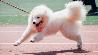 How to Train Your Samoyed Using Positive Reinforcement [upl. by Eelirrem]