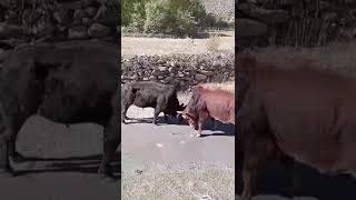 Ox fighting in over Arkari chitral kpk [upl. by Glavin]