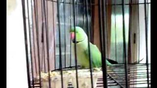 Talking Parrot  Amazing Bird from Kerala  Thathamme Poocha Poocha [upl. by Yrelle]