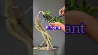 The Beauty of Elegant Ficus Bonsai Tree [upl. by Nivi]