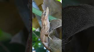 Anolis nebulosus 🦎 reptiles wildlife [upl. by Merriman]