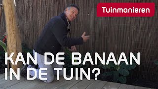 Bananenplant in de tuin Kan dat  Tuinmanieren [upl. by Chobot]