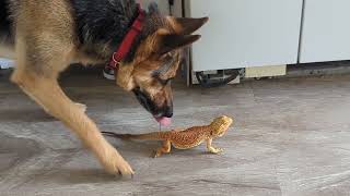 Hunter dog and New Bearded Dragon are Out and About [upl. by Nnyleak]