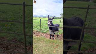 Donkey Sanctuary Scotland [upl. by Parrott]