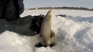 Southern Alberta Burbot Spawn [upl. by Lemieux]