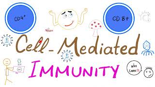 CellMediated Cellular Immunity aka Tcell immunity  Physiology amp Immunology [upl. by Aihsirt]