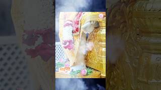 Shirdi Saibaba Dhoop Aarti Live  Shorts [upl. by Nivrem]