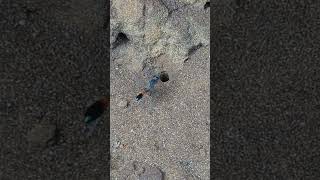 A Redbanded Sand Wasp going in and out of its burrow [upl. by Torres]