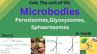 Microbodies PeroxisomesGlyoxysomesSphaerosomesClass11in Hindi [upl. by Bevash535]