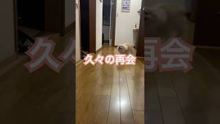 1ヶ月ぶり再会ダッシュ チワワ chihuahua shorts [upl. by Ahsiad]