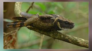 Great Eared Nightjar [upl. by Rahal]