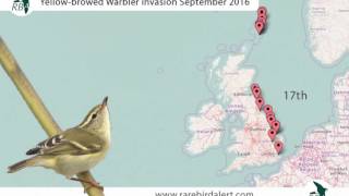 Yellowbrowed Warbler invasion September 2016 [upl. by Viguerie]