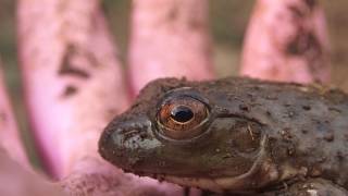 ウシガエルの瞬膜 Bullfrogs Nictitating membrane [upl. by Alicsirp228]