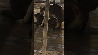 Animal meets alone 😲❤️youtube viralvideo animals cat [upl. by Aika]