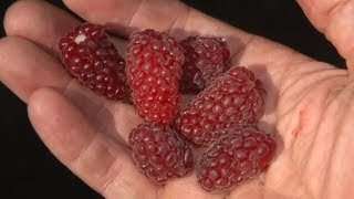 All About Berries  Strawberries Raspberries Blackberries Huckleberries  Andrew Weil  MD [upl. by Atram644]