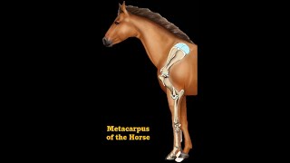 Metacarpus of horse [upl. by Doble]