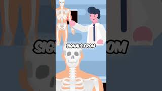 Unlock Your Cardio Gains Sweat Strain and Strength animation weihtlosstips weightloss [upl. by Clift]