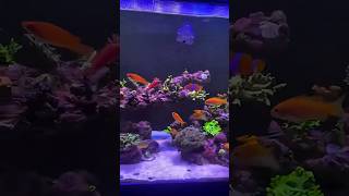 The Lumen Bars and Photon V2 lighting up the start of this beautiful reef 🎥 BlackCountryReefer [upl. by Higley1]