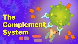 complement system part 1 lecture 5 [upl. by Inar512]