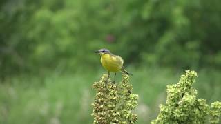 Pliszka żółta  śpiew Motacilla flava Western yellow wagtail [upl. by Pavior477]