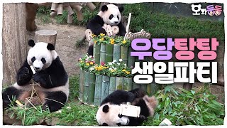 SUB 오와둥둥 ep12 돌잡이도 남다른 루이amp후이의 시끌벅적 생파부터 바오하우스 시즌2 전참시 비하인드까지🐼│Panda World [upl. by Aitsirhc]