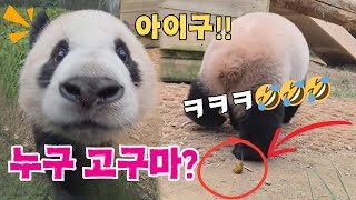 에버랜드 판다월드 7292024 누구 고구마 ㅋㅋㅋ 🤣🤣🤣 [upl. by Sall]