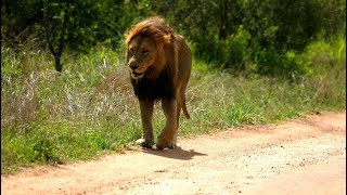 Absent Male Lion Returns to Pride Ncila [upl. by Sophia]