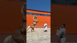 Horsemanship and Natural Horse Training HorsemanshipInstruction DanceHorseSpread [upl. by Harikahs792]