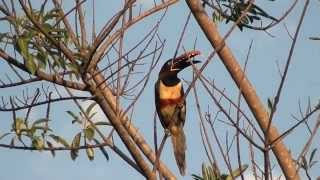 SOUNDS of CHESTNUTEARED ARACARI PTEROGLOSSUS CASTANOTIS ARAÇARICASTANHO Free birds in nature [upl. by Marla]