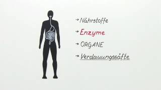 VERDAUUNG UND ENZYMWIRKUNG  Biologie  Stoffwechselbiologie [upl. by Mayrim]