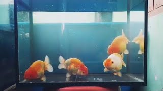 review ikan maskoki ranchu di rawat selama 3 bulan [upl. by Parthinia215]