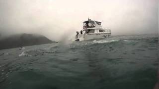 Dolphin Swimming in Kaikoura New Zealand [upl. by Nennarb160]