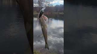 Fall Crankbait Bass [upl. by Perretta]