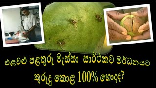 How To Prevent Fruit Flyඑළවළු පළතුරු මැස්සා සාර්ථකව මර්ධනය කරමු [upl. by Flori888]