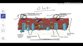 Cytology 4 Glycolipids amp Glycoproteins [upl. by Oimetra]