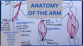 Anatomy of the Arm EXPOSED  compartments muscles nerves arteries and veins [upl. by Kylie]