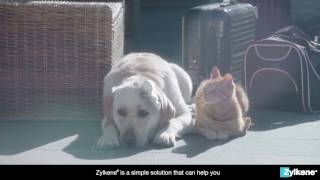 Zylkene  Helping Your Pet Cope With Traveling [upl. by Roots]