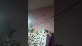 lizard sound or voice 🦎🦎shortsvideo youtube nice viralvideo [upl. by Cormier]