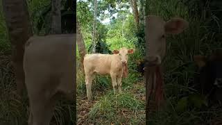 sonido de ternero mugiendo 🐄🌱terneros animals viral amazonia [upl. by Sagerman]