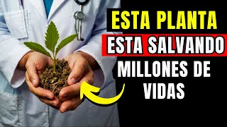 🥬4 PLANTAS MEDICINALES PODEROSAS QUE DEBES TENER EN TU JARDIN [upl. by Falito]