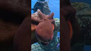 Spearfishing spearfish woodenspeargun fishing spearfishing spearfishinginternational shark [upl. by Ydnys302]