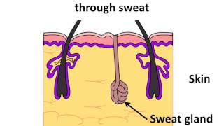 Science  Excretion in humans and animals  English [upl. by Anaila941]