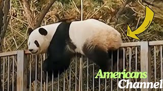 Panda Escapes Zoo Enclosure Then Staff See Where She’s Trying To Go [upl. by Farrison]